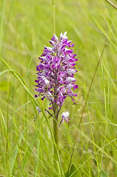 545034 - Military orchid (Orchis militaris)