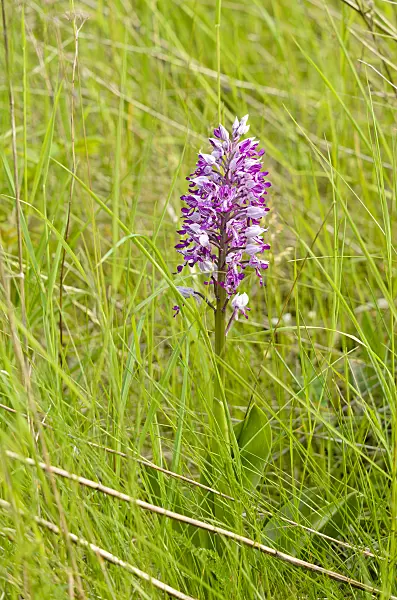 545035 - Military orchid (Orchis militaris)