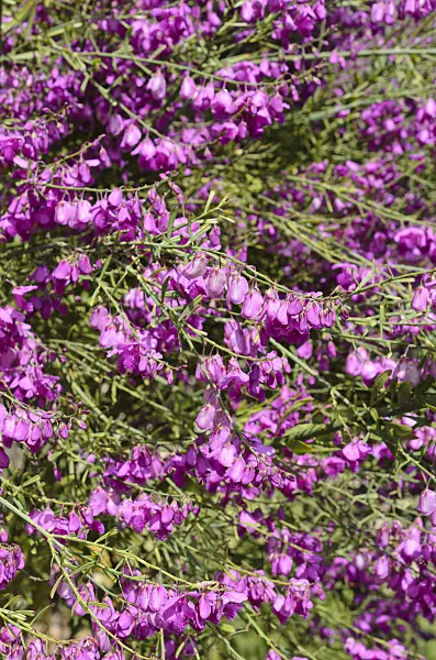 508454 - Milkwort (Polygala virgata)