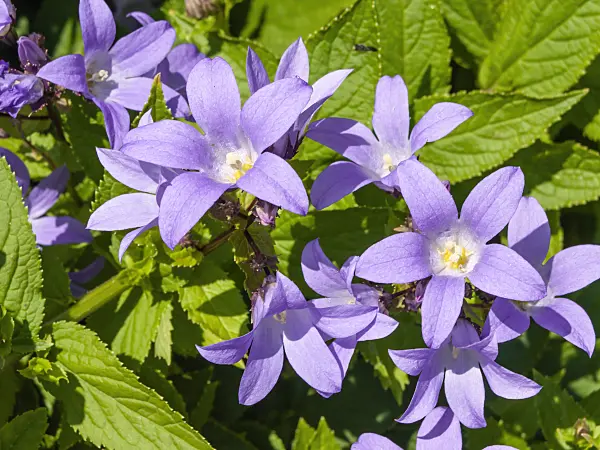 427133 - Milky bellflower (Campanula lactiflora)