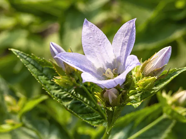 438281 - Milky bellflower (Campanula lactiflora)
