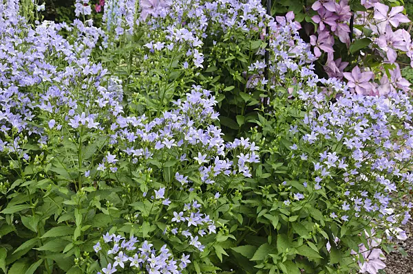 486022 - Milky bellflower (Campanula lactiflora)