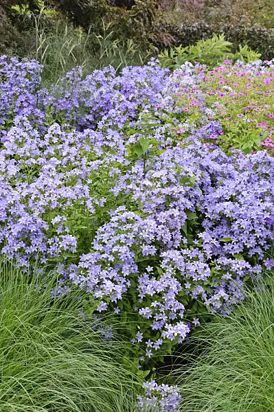 486071 - Milky bellflower (Campanula lactiflora)