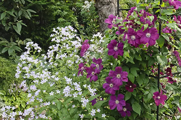 486024 - Milky bellflower (Campanula lactiflora) and clematis (Clematis Rouge Cardinal)