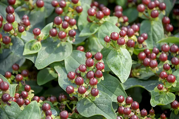 575123 - Millepertuis (Hypericum Miracle Marvel)