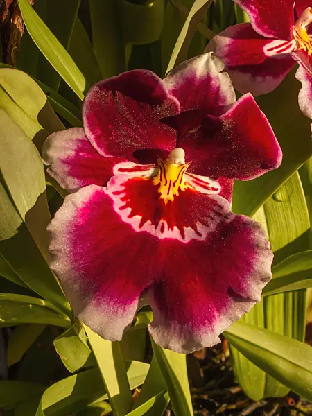 408022 - Miltonia Red Knight