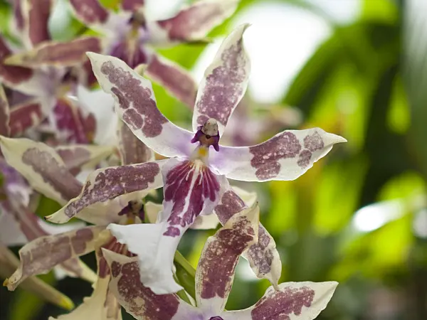 418045 - Miltonia x bluntii
