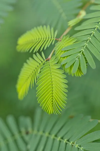 481049 - Mimosa d'eau (Neptunia plena)