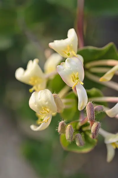483154 - Minorca honeysuckle (Lonicera implexa)