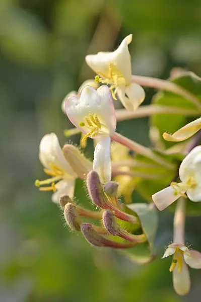 483155 - Minorca honeysuckle (Lonicera implexa)