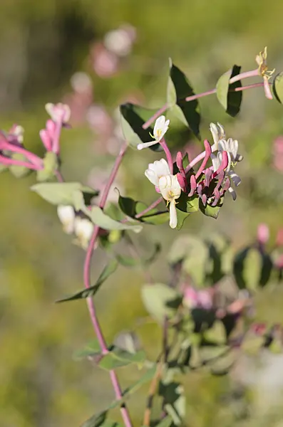 533174 - Minorca honeysuckle (Lonicera implexa)