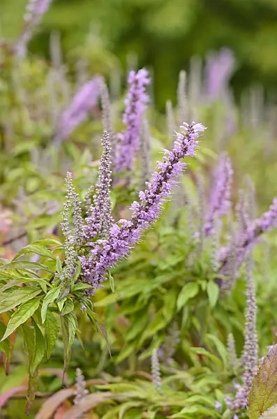 536024 - Mint bush (Elsholtzia stauntonii)