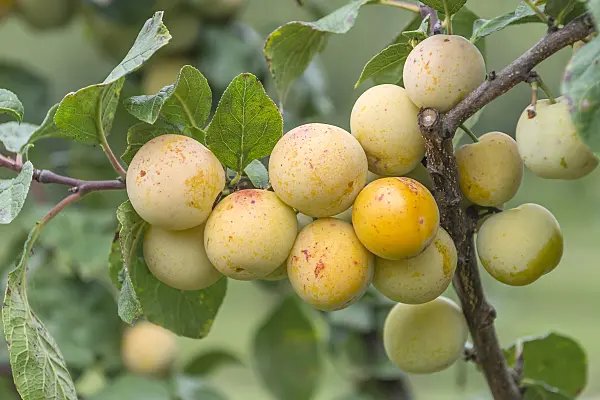 625324 - Mirabelle (Prunus domestica 'Miragrande')