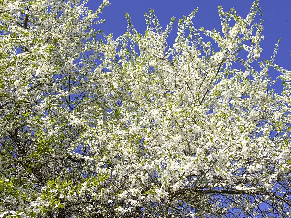 483333 - Mirabelle (Prunus domestica subsp. syriaca)