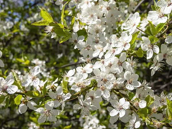 483334 - Mirabelle (Prunus domestica subsp. syriaca)