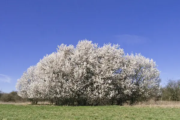 555040 - Mirabelle (Prunus domestica subsp. syriaca)