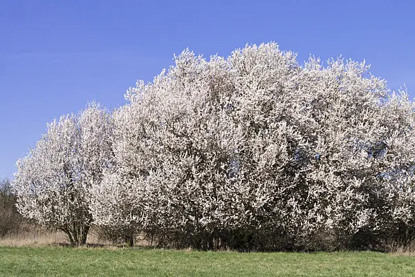 555041 - Mirabelle (Prunus domestica subsp. syriaca)