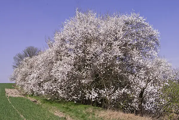 601029 - Mirabelle (Prunus domestica subsp. syriaca)
