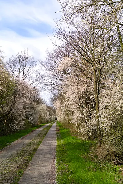 671001 - Mirabelle (Prunus domestica subsp. syriaca)
