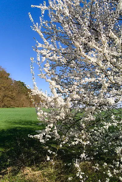 671020 - Mirabelle (Prunus domestica subsp. syriaca)