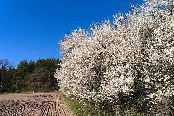 671021 - Mirabelle (Prunus domestica subsp. syriaca)