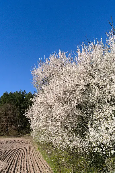 671022 - Mirabelle (Prunus domestica subsp. syriaca)