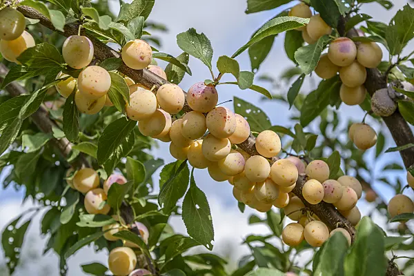 535371 - Mirabelle (Prunus domestica subsp. syriaca 'Mirabelle aus Nancy')