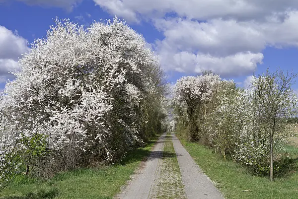 570012 - Mirabelles (Prunus domestica subsp. syriaca)