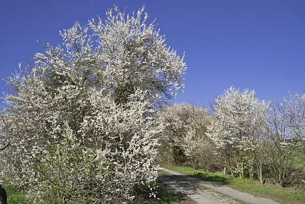 608026 - Mirabelles (Prunus domestica subsp. syriaca)