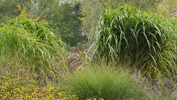 513050 - Miscanthus géant (Miscanthus x giganteus)