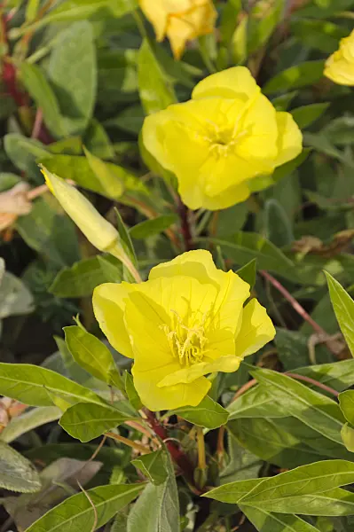 488061 - Missouri evening primrose (Oenothera macrocarpa syn. Oenothera missouriensis)