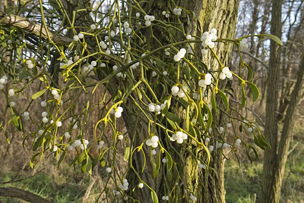 527003 - Mistel (Viscum album)