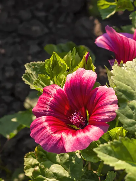 403051 - Mistery flower (Malope trifida)