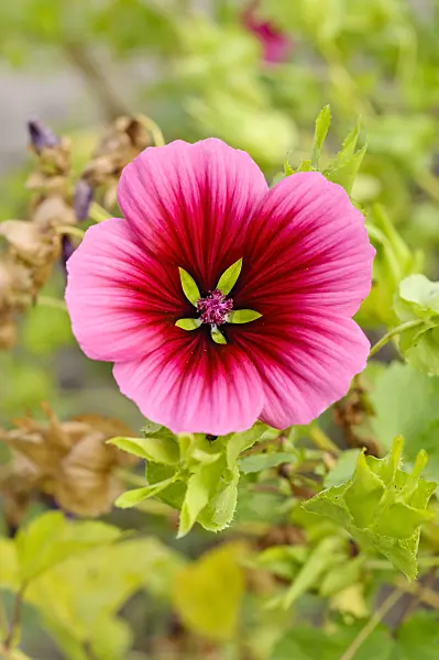 475006 - Mistery flower (Malope trifida)
