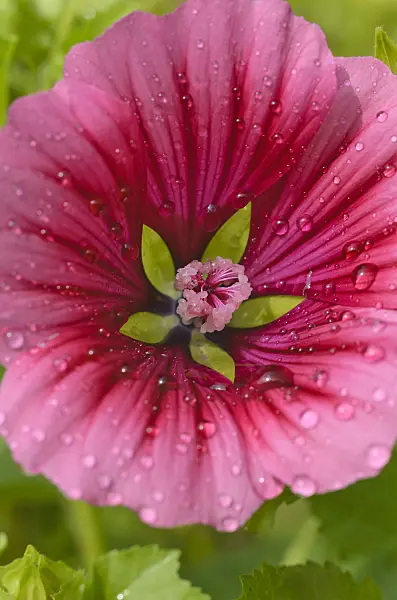 498204 - Mistery flower (Malope trifida)
