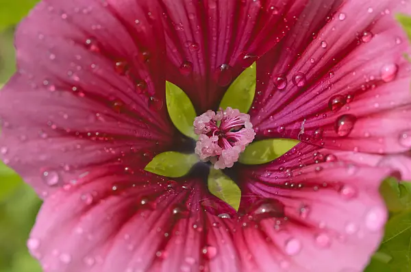 498205 - Mistery flower (Malope trifida)