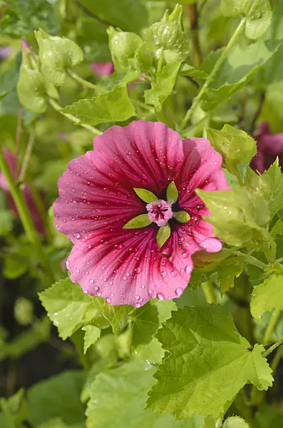 498206 - Mistery flower (Malope trifida)