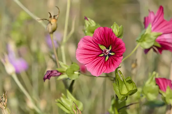 524135 - Mistery flower (Malope trifida)