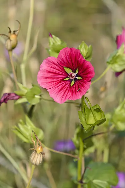 524136 - Mistery flower (Malope trifida)