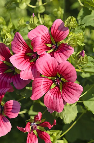 534446 - Mistery flower (Malope trifida 'Grandiflora')