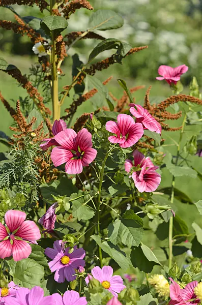 534436 - Mistery flower (Malope trifida 'Grandiflora') and red amaranth (Amaranthus cruentus)