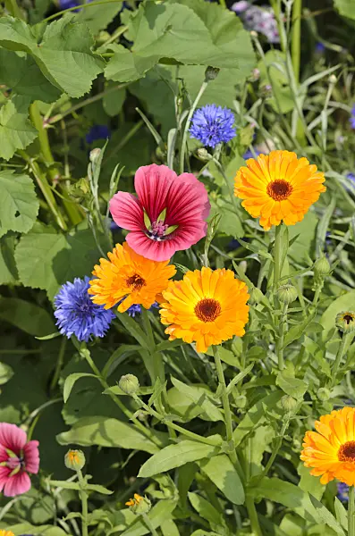 534403 - Mistery flower (Malope trifida), pot marigold (Calendula officinalis) and cornflower (Centaurea cyanus)