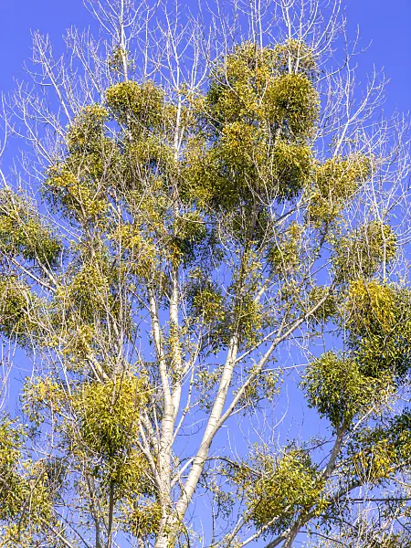 436101 - Mistletoe (Viscum album)