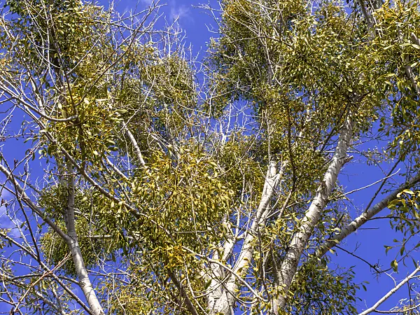 436102 - Mistletoe (Viscum album)