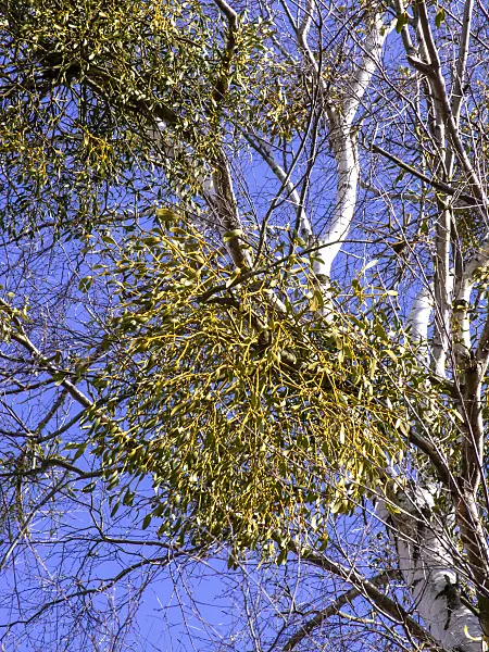 436105 - Mistletoe (Viscum album)