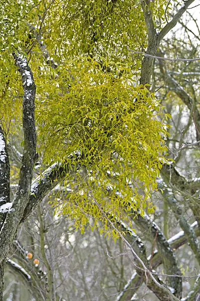 479026 - Mistletoe (Viscum album)