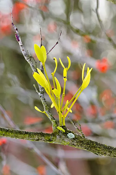 479027 - Mistletoe (Viscum album)