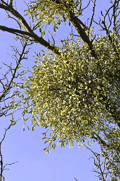 492015 - Mistletoe (Viscum album)