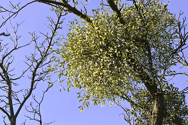 492016 - Mistletoe (Viscum album)