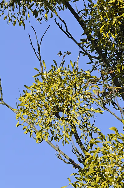 501178 - Mistletoe (Viscum album)